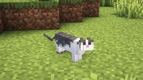 Caty